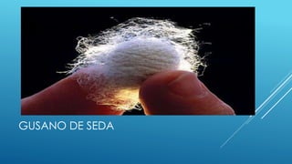 GUSANO DE SEDA 
 