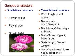 genetics and breeding of china aster flower | PPTX | Gardening | Home ...