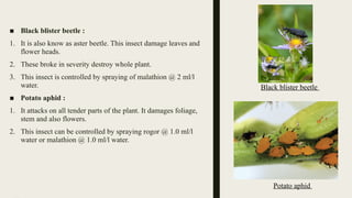 Production Technology of China aster .pptx