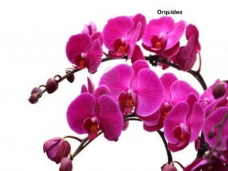 Orquídea
 