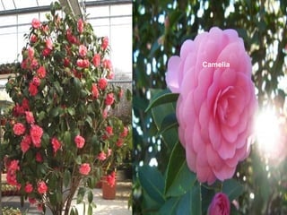 Camelia
 
