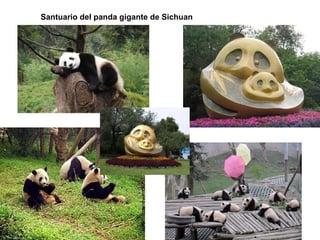 Santuario del panda gigante de Sichuan
 
