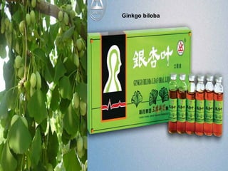 Ginkgo biloba
 
