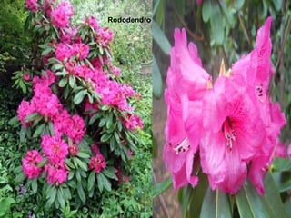 Rododendro
 