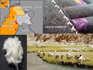 Lana de Cashemira
 