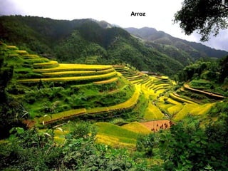 Arroz
 