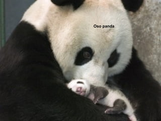 Oso panda
 