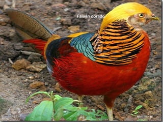 Faisán dorado
 