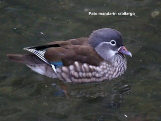 Pato mandarín rabilargo
 