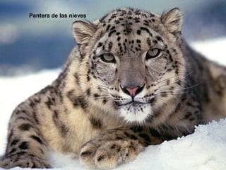 Pantera de las nieves
 