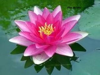 Flor de loto
 