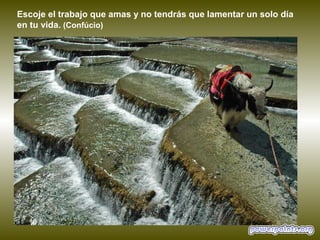 Escoje el trabajo que amas y no tendrás que lamentar un solo día
en tu vida. (Confúcio)
 