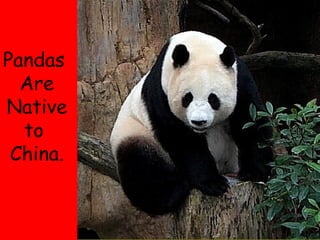 Pandas  Are Native to  China. 