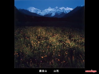 趙金山       山花   