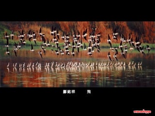 鄒銘祥        飛   