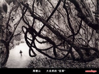 周樹山      大自然的 “狂草”  