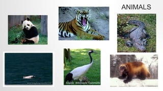 ANIMALS
 