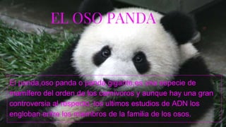 EL OSO PANDA
El panda,oso panda o panda gigante,es una especie de
mamífero del orden de los carnívoros y aunque hay una gran
controversia al respecto, los ultimos estudios de ADN los
engloban entre los miembros de la familia de los osos.
 