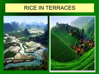 From 210 BC, discovered in 1974. 