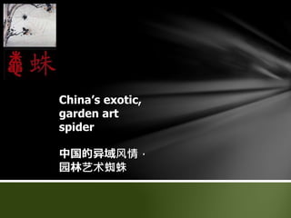 China’s exotic,
garden art
spider
中国的异域风情，
园林艺术蜘蛛
 
