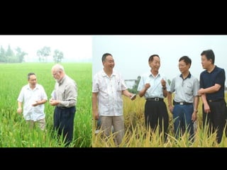SRI is a promising methodology to
increase rice yield and water productivity
• The average yield from hybrid rice in Sichu...