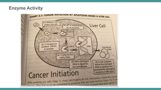 “One idea seemed to be clear: lower protein
intake dramatically decreased tumor
initiation [53]”
 