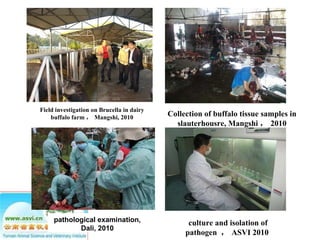 Ecosystem approaches to the better management of Brucellosis and Toxoplasma in Yunnan Province, China