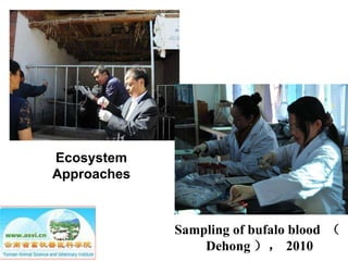 Ecosystem approaches to the better management of Brucellosis and Toxoplasma in Yunnan Province, China