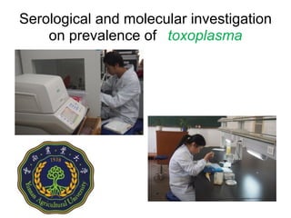 Ecosystem approaches to the better management of Brucellosis and Toxoplasma in Yunnan Province, China