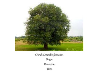 Chinch General Information
Origin
Plantation
Uses
 