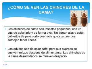  Las chinches de cama son insectos pequeños, con un
cuerpo aplanado y de forma oval. No tienen alas y están
cubiertos de pelo corto que hace que sus cuerpos
semejen tener líneas.
 Los adultos son de color café, pero sus cuerpos se
vuelven rojizos después de alimentarse. Las chinches de
la cama desarrollados se mueven despacio
¿CÓMO SE VEN LAS CHINCHES DE LA
CAMA?
EU.GDR
 