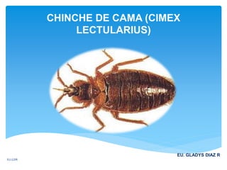 CHINCHE DE CAMA (CIMEX
LECTULARIUS)
EU. GLADYS DIAZ R
EU.GDR
 