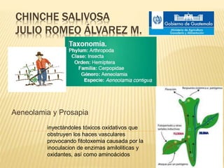 CHINCHE SALIVOSA
JULIO ROMEO ÁLVAREZ M.
Aeneolamia y Prosapia
inyectándoles tóxicos oxidativos que
obstruyen los haces vasculares
provocando fitotoxemia causada por la
inoculacion de enzimas amiloliticas y
oxidantes, así como aminoácidos
 