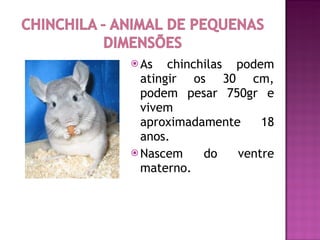 As chinchilas podem atingir os 30 cm, podem pesar 750gr e vivem aproximadamente 18 anos.  Nascem do ventre materno. 