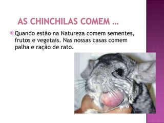 Quando estão na Natureza comem sementes, frutos e vegetais. Nas nossas casas comem palha e ração de rato. 