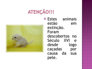 Estes animais estão em extinção. Foram descobertos no Século XVI e desde logo caçadas por causa da sua pele. 