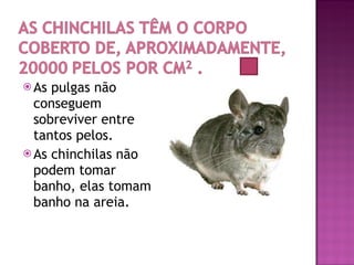 As pulgas não conseguem sobreviver entre tantos pelos. As chinchilas não podem tomar banho, elas tomam banho na areia. 