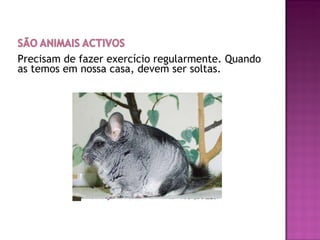 Precisam de fazer exercício regularmente. Quando as temos em nossa casa, devem ser soltas. 