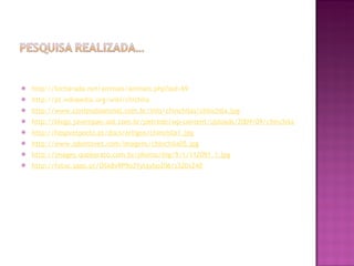 http://bicharada.net/animais/animais.php?aid=69 http://pt.wikipedia.org/wiki/chichila http://www.conteudoanimal.com.br/info/chinchilas/chinchila.jpg http://blogs.jovempan.uol.com.br/petrede/wp-content/uploads/2009/09/chinchila.jpg http://hospvetporto.pt/docs/artigos/chinchila1.jpg http://www.odontovet.com/imagens/chinchila05.jpg http://images.quebarato.com.br/photos/big/9/1/112091_1.jpg http://fotos.sapo.pt/OSk8v9P9o3Yylaybp206/s320x240 