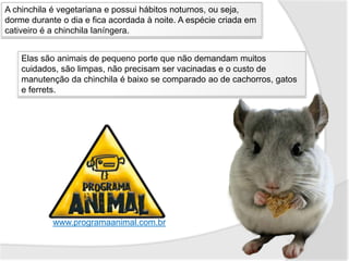 A chinchila é vegetariana e possui hábitos noturnos, ou seja,
dorme durante o dia e fica acordada à noite. A espécie criada em
cativeiro é a chinchila laníngera.


    Elas são animais de pequeno porte que não demandam muitos
    cuidados, são limpas, não precisam ser vacinadas e o custo de
    manutenção da chinchila é baixo se comparado ao de cachorros, gatos
    e ferrets.




            www.programaanimal.com.br
 