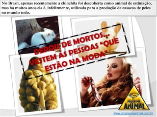 No Brasil, apenas recentemente a chinchila foi descoberta como animal de estimação,
mas há muitos anos ela é, infelizmente, utilizada para a produção de casacos de peles
no mundo todo..




                                                               www.programaanimal.com.br
 