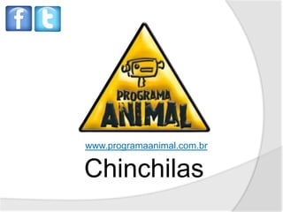 www.programaanimal.com.br


Chinchilas
 