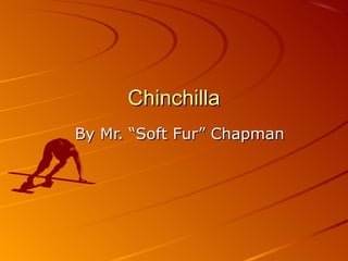 Chinchilla
By Mr. “Soft Fur” Chapman
 