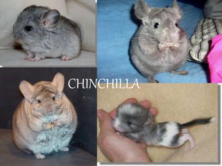 CHINCHILLA
 