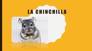 L A CHINCHILL A
 