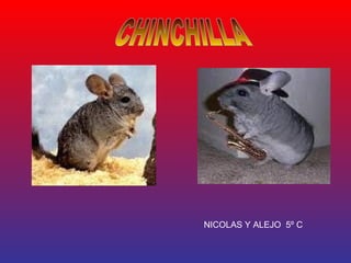 CHINCHILLA NICOLAS Y ALEJO  5º C 