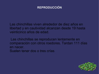 REPRODUCCIÓN
Las chinchillas viven alrededor de diez años en
libertad y en cautividad alcanzan desde 19 hasta
veinticinco años de edad.
Las chinchillas se reproducen lentamente en
comparación con otros roedores. Tardan 111 días
en nacer.
Suelen tener dos o tres crías.
 