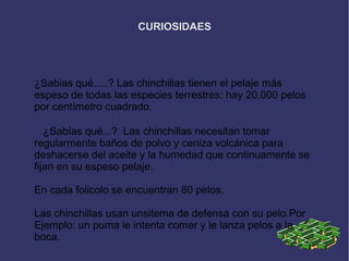 CURIOSIDAES
¿Sabias qué.....? Las chinchillas tienen el pelaje más
espeso de todas las especies terrestres: hay 20.000 pelos
por centímetro cuadrado.
¿Sabías qué...? Las chinchillas necesitan tomar
regularmente baños de polvo y ceniza volcánica para
deshacerse del aceite y la humedad que continuamente se
fijan en su espeso pelaje.
En cada folicolo se encuentran 80 pelos.
Las chinchillas usan unsitema de defensa con su pelo.Por
Ejemplo: un puma le intenta comer y le lanza pelos a la
boca.
 