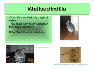 What is a chinchilla   Chinchillas are basically a type of rodent. They come from south America in the Andes mountains. Baby chinchillas are called kits.   http://www.chinchillaplace.com/Portals/1675/images/Haze1.jpg http://www.chinchillaplace.com/Portals/1675/images%5C/IMG_0090.JPG http://www.chinchillaplace.com/Portals/1675/images//Cheeko-resized-530.JPG 