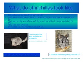 What do chinchillas look like   Chinchillas can be up to 9 inches in length Chinchillas usually have a larger body with a bunny looking face and squirrel like tail.  Their ears are fairly small and look like a cat’s ear without it being pointed at the end.  They also have whiskers.  Chinchillas are known for their very soft fur.  The chinchilla has long whiskers and small ears.  http://www.chinchillaplace.com/Portals/1675/images/DSC00841.JPG A chinchilla with its large body and soft fur http://www.chinchillaplace.com/Portals/1675/images%5C/MATILDA!!!%20013.jpg ~~~~~~~~~~~~~~~~~~~~~~~~~ 